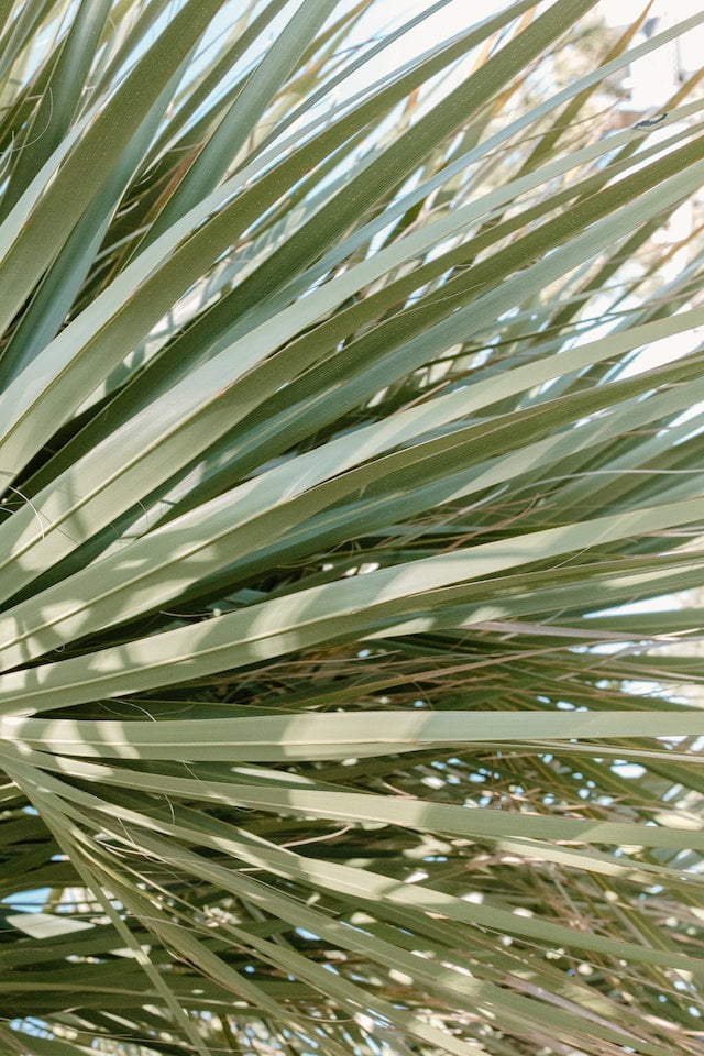 This powerful plant has been used for centuries by indigenous cultures for its healing properties. Today, yucca is gaining popularity as a natural remedy for a variety of health issues, from arthritis to digestive problems.